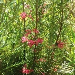 Grevillea Pink Pearl -Green Plant Corner apo pink pearl grevillea habit