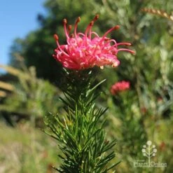 Grevillea Pink Pearl -Green Plant Corner apo pink pearl grevillea new flower 1
