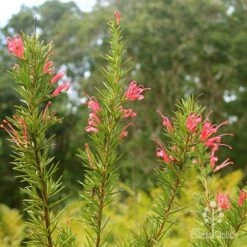 Grevillea Pink Pearl -Green Plant Corner apo pink pearl grevillea nursery flowering closeup 1