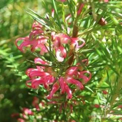 Grevillea Pink Pearl -Green Plant Corner apo pink pearl grevillea sunlit
