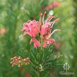 Grevillea Pink Pearl -Green Plant Corner apo pink pearl stem