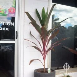 Cordyline Fruticosa Pink Diamond -Green Plant Corner apo pinkdiamond reception