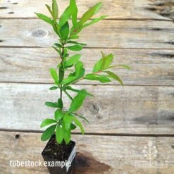 Pomegranate Double Orange -Green Plant Corner apo pomegranate double tubestock