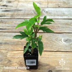 Hibiscus Popsicle -Green Plant Corner apo popsicle tubestock