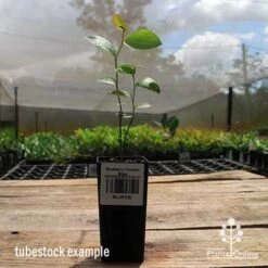 Blueberry Powder Blue -Green Plant Corner apo powder blue tubestock side