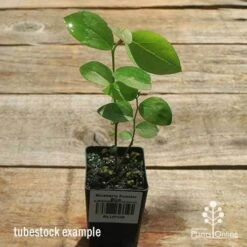 Blueberry Powder Blue -Green Plant Corner apo powder blue tubestock top