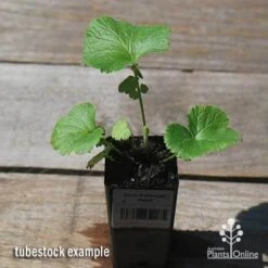 Geum Pretticoats Peach -Green Plant Corner apo pretticoats peach tubestock