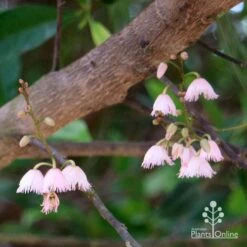 Elaeocarpus Prima Donna - Blueberry Ash 16 Elaeocarpus Prima Donna - Blueberry Ash -Green Plant Corner apo prima donna elaeocarpus flowers 1