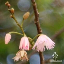 Elaeocarpus Prima Donna - Blueberry Ash 19 Elaeocarpus Prima Donna - Blueberry Ash -Green Plant Corner apo prima donna flower stages 1