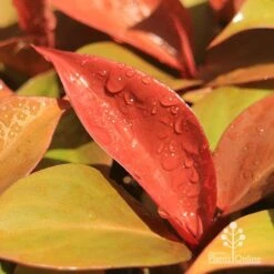 Philodendron Prince Of Orange -Green Plant Corner apo prince of orange philodendron colours