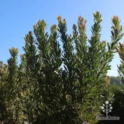 Protea Pink Ice 22 Protea Pink Ice -Green Plant Corner apo protea bushes at farm