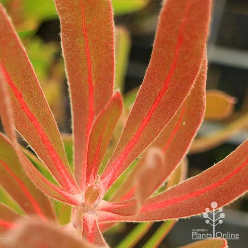 Protea Pink Ice 9 Protea Pink Ice - Image 7