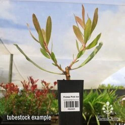 Protea Pink Ice 19 Protea Pink Ice -Green Plant Corner apo protea pink ice tubestock2