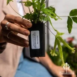 Pteris - Slender Brake Fern 20 Pteris - Slender Brake Fern -Green Plant Corner apo pteris tube 1
