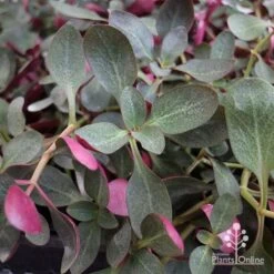 Crassula Purple Dragon - Fairy Crassula 11 Crassula Purple Dragon - Fairy Crassula -Green Plant Corner apo purple dragon crassula