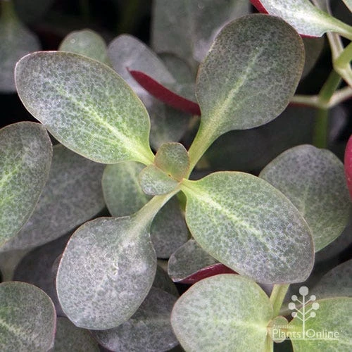 Crassula Purple Dragon - Fairy Crassula 10 Crassula Purple Dragon - Fairy Crassula - Image 8