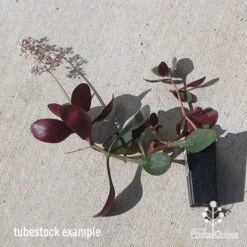 Crassula Purple Dragon - Fairy Crassula 12 Crassula Purple Dragon - Fairy Crassula -Green Plant Corner apo purple dragon tubestock august