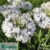 Agapanthus Queen Mum 1 Agapanthus Queen Mum -Green Plant Corner apo queen mum flower close