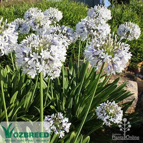 Agapanthus Queen Mum 4 Agapanthus Queen Mum - Image 2