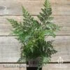 Humata - Rabbit's Foot Fern 1 Humata - Rabbit's Foot Fern -Green Plant Corner apo rabbits foot fern tubestock above