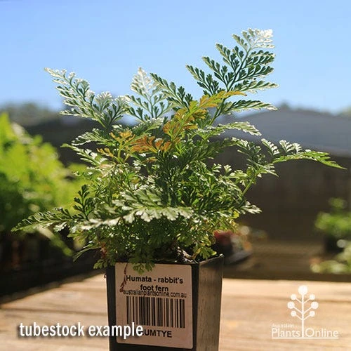 Humata - Rabbit's Foot Fern 6 Humata - Rabbit's Foot Fern - Image 4