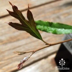 Grevillea Raptor 12 Grevillea Raptor -Green Plant Corner apo raptor leaf colour