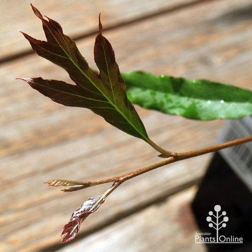 Grevillea Raptor 7 Grevillea Raptor - Image 5