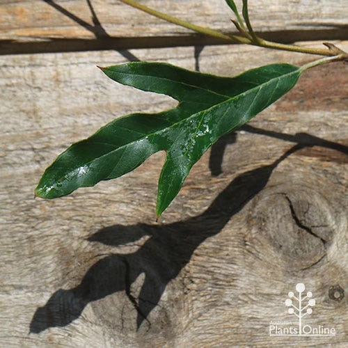 Grevillea Raptor 5 Grevillea Raptor - Image 3