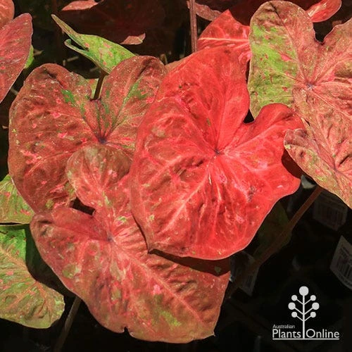 Caladium Raspberry Ripple - Angel Wings 11 Caladium Raspberry Ripple - Angel Wings - Image 9
