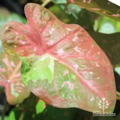 Caladium Raspberry Ripple - Angel Wings 24 Caladium Raspberry Ripple - Angel Wings -Green Plant Corner apo raspberry ripple caladium leaf