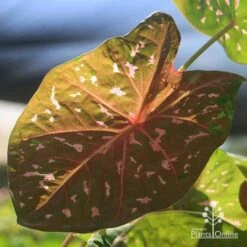 Caladium Raspberry Ripple - Angel Wings 33 Caladium Raspberry Ripple - Angel Wings -Green Plant Corner apo raspberry ripple caladium leaf beneath