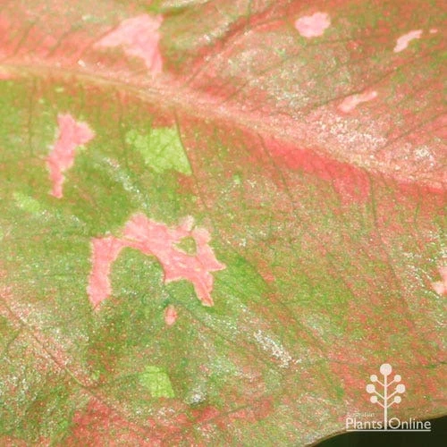 Caladium Raspberry Ripple - Angel Wings 17 Caladium Raspberry Ripple - Angel Wings - Image 15