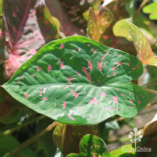 Caladium Raspberry Ripple - Angel Wings 18 Caladium Raspberry Ripple - Angel Wings - Image 16