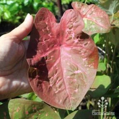 Caladium Raspberry Ripple - Angel Wings 36 Caladium Raspberry Ripple - Angel Wings -Green Plant Corner apo raspberry ripple caladium leaf size