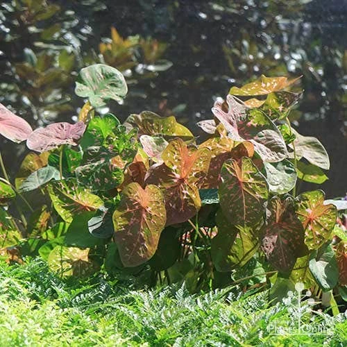 Caladium Raspberry Ripple - Angel Wings 10 Caladium Raspberry Ripple - Angel Wings - Image 8