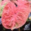 Caladium Raspberry Ripple - Angel Wings -Green Plant Corner apo raspberry ripple caladium leaf 1