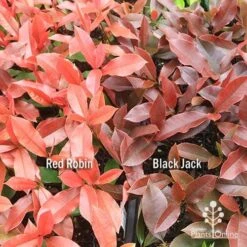 Photinia Black Jack -Green Plant Corner apo red robin black jack compare