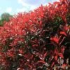 Photinia Red Robin 2 Photinia Red Robin -Green Plant Corner apo red robin hedge nursery2