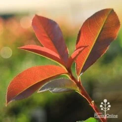 Photinia Red Robin -Green Plant Corner apo red robin new leaves backlit