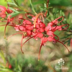 Grevillea Red Wings -Green Plant Corner apo red wings grevillea flower ladybird