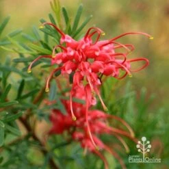 Grevillea Red Wings -Green Plant Corner apo redwings grevillea flower closeup 2