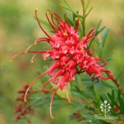 Grevillea Red Wings -Green Plant Corner apo redwings grevillea flower closeup