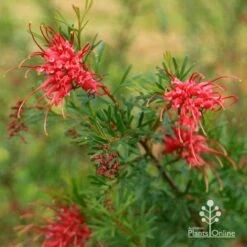 Grevillea Red Wings -Green Plant Corner apo redwings grevillea flowering