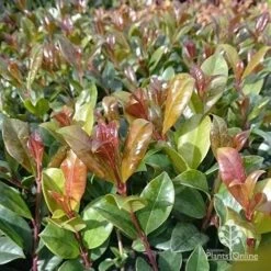Syzygium Resilience - Lilly Pilly -Green Plant Corner apo resilience new leaf colour