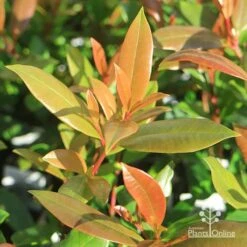 Syzygium Resilience - Lilly Pilly -Green Plant Corner apo resilience new leaves