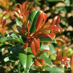 Syzygium Resilience - Lilly Pilly -Green Plant Corner apo resilience new orange leaf