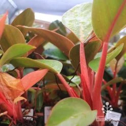 Philodendron Rojo Congo -Green Plant Corner apo rojo congo pink stems tubestock