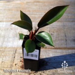 Philodendron Rojo Congo -Green Plant Corner apo rojo congo tubestock top