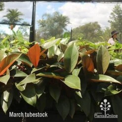 Philodendron Rojo Congo -Green Plant Corner apo rojo march