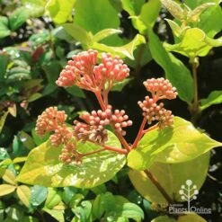 Rondeletia Amoena -Green Plant Corner apo rondeletia amoena buds july